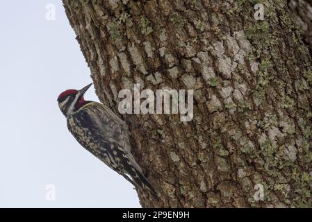 Am 10. März 2023 klammert sich in Fairhope, Alabama, USA, ein gelbbäugiger Sapsucker an einen Baum. Stockfoto