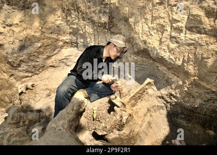 Ein Mitglied des Vertebrate-Forschungsteams der Geologischen Agentur des indonesischen Ministeriums für Energie und mineralische Ressourcen arbeitet an der Ausgrabung versteinerter Knochen einer ausgestorbenen Elefantenart, die wissenschaftlich als Elephas hysudrindicus identifiziert wurde, oder allgemein als "Blora Elephant" bezeichnet wird, in Sunggun, Mendalem, Kradenan, Blora, Zentraljava, Indonesien. Das Team unter der Leitung der Paläontologen Iwan Kurniawan und Fachroel Aziz entdeckte die Knochen der Spezies fast vollständig (ca. 90 Prozent vollständig), sodass sie später eine wissenschaftliche Rekonstruktion bauen konnten, die im Geologiemuseum in... Stockfoto