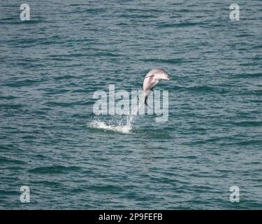 Jump, Ein großer Delfin spielt, Airbourne springt hoch aus dem Ozean, Australien Stockfoto