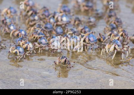 Seekrabben (Cracticus nigrogularis), die sich am Rand eines Flusses ernähren.Legs Elliott Heads Queensland Australien Stockfoto