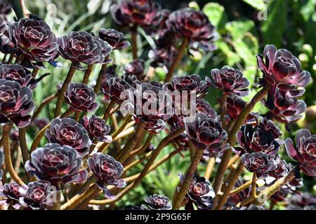 Burgunder dunkellila-roter Laub und Rosetten der saftigen Pflanze Aeonium arboretum atropurpureum, Familie Crassulaceae. Stockfoto