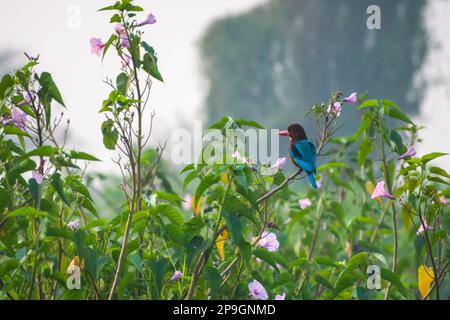 Ein Weißer-Kehlkopf-Kingfisher, der auf einem Zweig voller Blumen eines Baumes im Bhigwan Bird Sanctuary in Indien sitzt Stockfoto