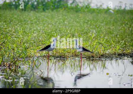 Schwarze Stelzen sitzen an einem sonnigen Tag im Bhigwan Bird Sanctuary in Indien auf dem Wasser Stockfoto