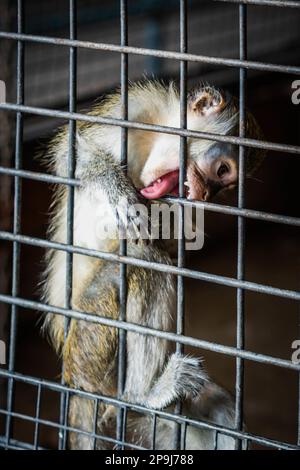 Bangkok, Thailand. 11. Aug. 2022. Ein Affe leckt die Gitter seines Käfigs, in dem er seit mehr als 27 Jahren lebt, wie die meisten Tiere im Pata Zoo in Bangkok. Die schlechten Lebensbedingungen der Tiere im Pata Zoo im 7. Stock des Kaufhauses Pata Pinklao. (Foto: Nathalie Jamois/SOPA Images/Sipa USA) Guthaben: SIPA USA/Alamy Live News Stockfoto