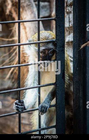 Bangkok, Thailand. 11. Aug. 2022. Ein Affe starrt verzweifelt durch die Gitter seines Käfigs, nach außen, seine Hände hängen an den Gittern, im Pata Zoo in Bangkok. Die schlechten Lebensbedingungen der Tiere im Pata Zoo im 7. Stock des Kaufhauses Pata Pinklao. (Foto: Nathalie Jamois/SOPA Images/Sipa USA) Guthaben: SIPA USA/Alamy Live News Stockfoto