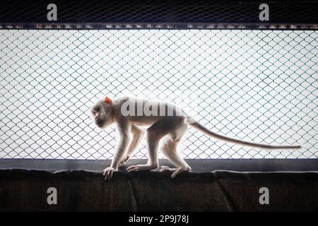 Bangkok, Thailand. 11. Aug. 2022. Ein Affe, der allein in einem Käfig lebt, versucht, dem Tageslicht näher zu kommen, zwischen Zement und Geländer, im Pata Zoo in Bangkok. Die schlechten Lebensbedingungen der Tiere im Pata Zoo im 7. Stock des Kaufhauses Pata Pinklao. (Foto: Nathalie Jamois/SOPA Images/Sipa USA) Guthaben: SIPA USA/Alamy Live News Stockfoto