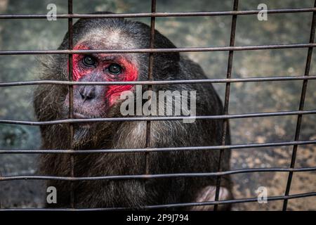 Bangkok, Thailand. 11. Aug. 2022. Ein Affe hinter den Gittern seines Käfigs bettelt mit seinem Blick, die wenigen Besucher des Pata-Zoos in Bangkok. Die schlechten Lebensbedingungen der Tiere im Pata Zoo im 7. Stock des Kaufhauses Pata Pinklao. (Foto: Nathalie Jamois/SOPA Images/Sipa USA) Guthaben: SIPA USA/Alamy Live News Stockfoto