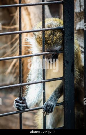 Bangkok, Thailand. 11. Aug. 2022. Ein missbrauchter Affe steht hinter seiner Käfigtür und hält die Gitter in seinen Händen, im Pata Zoo, in Bangkok. Die schlechten Lebensbedingungen der Tiere im Pata Zoo im 7. Stock des Kaufhauses Pata Pinklao. (Foto: Nathalie Jamois/SOPA Images/Sipa USA) Guthaben: SIPA USA/Alamy Live News Stockfoto