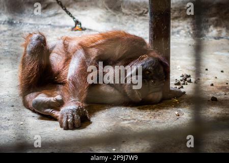 Bangkok, Thailand. 11. Aug. 2022. Ein Orang-Utan liegt auf dem Boden seines Käfigs, neben seinem Kot, schaut auf seine Zellentür, in Pata Zoo, in Bangkok. Die schlechten Lebensbedingungen der Tiere im Pata Zoo im 7. Stock des Kaufhauses Pata Pinklao. (Foto: Nathalie Jamois/SOPA Images/Sipa USA) Guthaben: SIPA USA/Alamy Live News Stockfoto