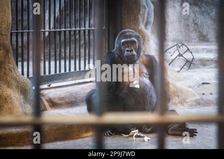 Bangkok, Thailand. 11. Aug. 2022. Der letzte Gorilla Thailands, Bua Noi, sitzt in seinem unheimlichen Zementkäfig, mit Pappstücken auf der Brust aus ihren Milchkartons, im Pata Zoo in Bangkok. Die schlechten Lebensbedingungen der Tiere im Pata Zoo im 7. Stock des Kaufhauses Pata Pinklao. (Foto: Nathalie Jamois/SOPA Images/Sipa USA) Guthaben: SIPA USA/Alamy Live News Stockfoto