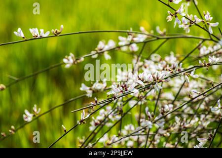 Weiße Blumen aus blühenden Retama-Büschen. Frühling. Israel Stockfoto