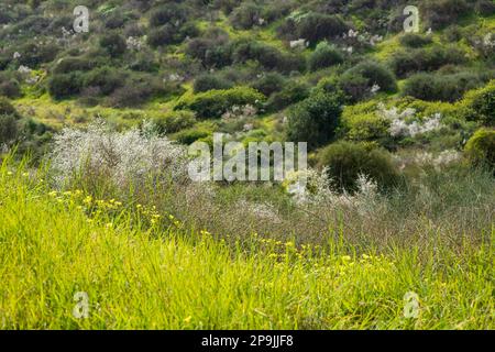 Weiße Blumen aus blühenden Retama-Büschen. Frühling. Israel Stockfoto