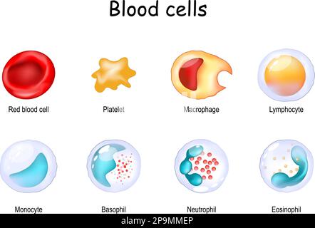 Zellen des Immunsystems. Thrombozyten oder Thrombozyten, Erythrozyten oder Erythrozyten und weiße Blutzellen oder Leukozyten: Eosinophile, Neutrophile Stock Vektor