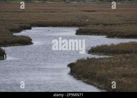 Sweetwater Marsh, National City, Kalifornien Stockfoto