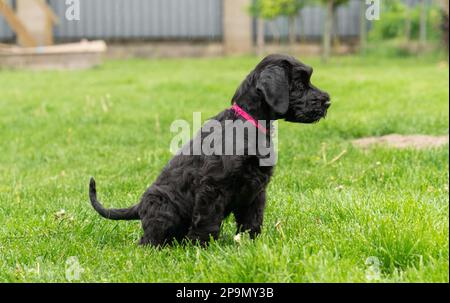 Junger schwarzer Riesenschnauzer oder Riesen-Schnauzer-Hund, der auf dem Gras sitzt. Regentag Stockfoto