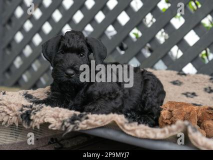 Der junge Schwarze Riesenschnauzer oder Riesenschnauzer liegt auf dem Teppich im Garten. Stockfoto