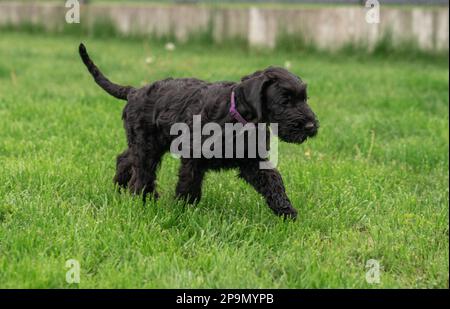 Der junge Schwarze Riesenschnauzer oder Riesenschnauzer-Hund läuft auf dem Gras im Garten. Regentag. Stockfoto