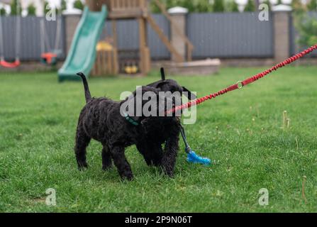 Zwei junge schwarze Riesenschnauzer oder Riesenschnauzer-Hunde spielen mit "Rope on the Grass" im Garten. Regentag. Stockfoto