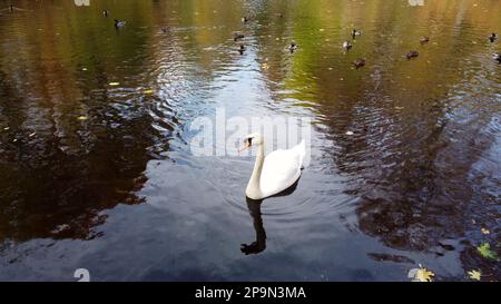 Wunderschöner Blick auf weiße Schwanenvögel und Enten, die am Herbsttag auf dem See treiben, mit heruntergefallenen Blättern. Große Vögel schwimmen im Herbst auf der Oberfläche des Teichs. Gefiedert in wilder Natur. Natürlicher Hintergrund Stockfoto