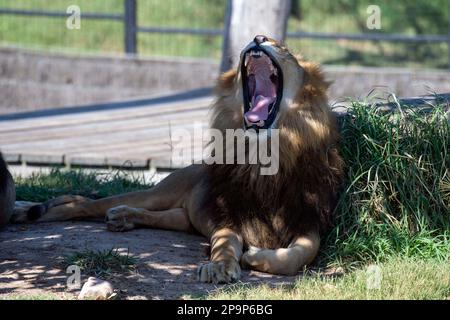 11. März 2023, Sydney, New South Wales, Australien: Männlicher afrikanischer Löwe (Panthera leo) beim Gähnen im Zoo von Sydney in Sydney, New South Wales, Australien. Afrikanische Löwen sind goldbraun oder tawny-braun und haben große, gepolsterte Füße und einziehbare Krallen. Der männliche Löwe hat eine Mähne, die ihn größer aussehen lässt als seine eigentliche Größe und schützt seinen Hals vor Krallen und Zähnen anderer Tiere. Löwen sind durch Überbevölkerung, Wilderei, Verlust von Lebensräumen und Krankheit bedroht. Laut einer 2020 durchgeführten Umfrage sind rund 20 000 Löwen auf der Welt übrig und rund 2.000 Löwen sind in Gefangenschaft um die Stockfoto