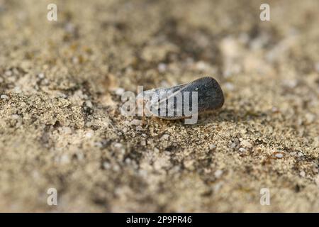 Detaillierte Nahaufnahme des kleinen und bläulichen Citrus Flatid Planthopper, Metcalfa pruinosa auf einem Stein Stockfoto