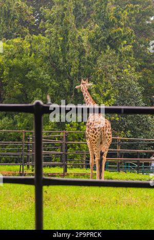 Mysore Zoo Karnataka Indien- September 1 2022 Touristen besuchen den Mysore Zoo, um die Tiere und Vögel zu sehen, die in Karnataka Indien ausgestellt sind Stockfoto