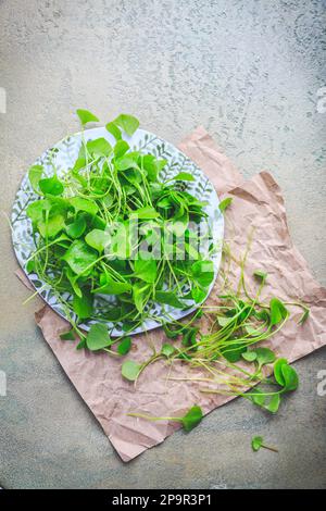 Winter Purslane - Indischer Salat, gesundes grünes Gemüse für rohe Salate und Kochen. Claytonia perfoliata Stockfoto