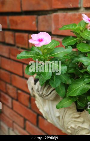 Leuchtend rosafarbenes Periwinkle blüht in einem alten Töpfe an der Ziegelwand Stockfoto