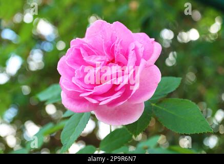 Nahaufnahme einer wunderschönen Pink Carefree Wonder Rose, die im Garten blüht Stockfoto