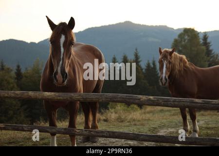 Wunderschöne Pferde in der Nähe von Holzzäunen in den Bergen Stockfoto