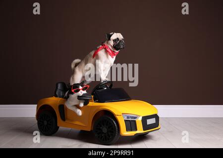 Lustiger Hund und Katze mit Sonnenbrille im Spielzeugauto in der Nähe brauner Wände im Haus Stockfoto
