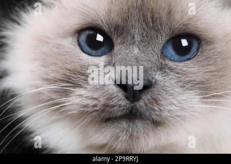 Birman-Katze mit wunderschönen blauen Augen auf dunklem Hintergrund, Nahaufnahme Stockfoto