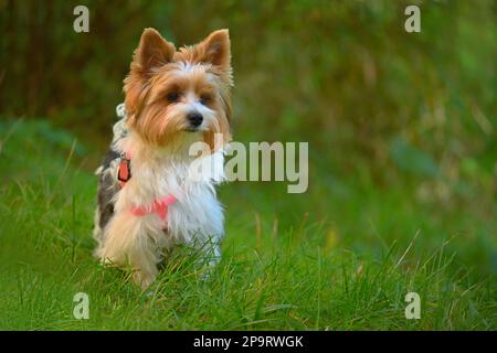 Hund auf dem Gras. Haustier - Yorkshire Terrier biewer. Stockfoto