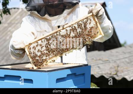 Der Bienenwärter in Uniform überprüft seinen Honigbienenrahmen aus nächster Nähe. Stockfoto