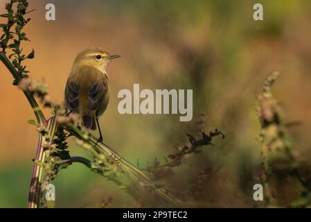 Gemeiner Chiffchaff (Phylloscopus collybita) im Frühling in Unterwuchs auf Wildpflanzen. Portugal Stockfoto