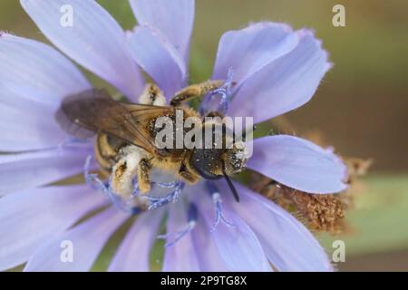 Natürliche, farbenfrohe Nahaufnahme einer weiblichen Biene aus der großen Furche, Halictus scabiosae, die in einer blauen Blume der Wilden Zichorie sitzt Stockfoto