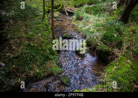 Kleiner Bach im Wald, Waldviertel, Österreich Stockfoto