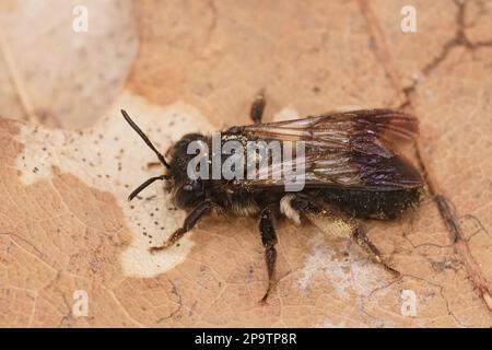 Detaillierte Nahaufnahme einer Frau der seltenen schwarzen Bergbaubiene, Andrena pilipes auf einem getrockneten Blatt Stockfoto