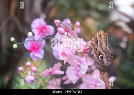 Eule Butterfly (caligo memnon) auf einer Mottenorchideenblume. Stockfoto