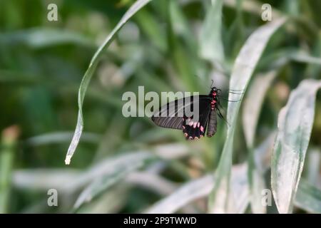 Smaragd-geflicktes Cattleheart (Parides sesostris) auf einem Orchideenblatt. Stockfoto