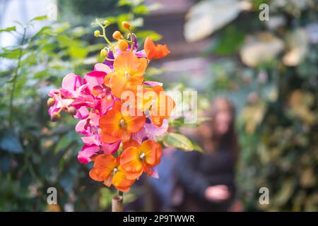 Phalaenopsis orange und rosa Blumen blühen im Wintergarten. Stockfoto