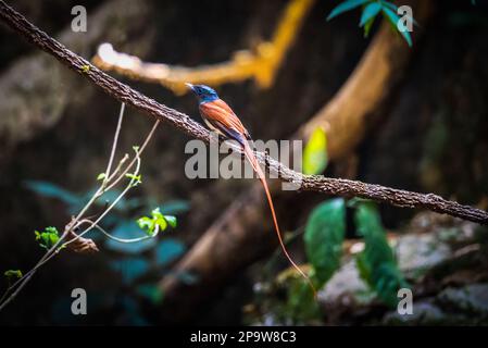 Asiatische Paradies Fliegenfänger, Paar von Vögeln Stockfoto