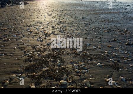 Muscheln und Muster von Soldatenkrabben in Shelly Beach, Torquay, Hervey Bay, Queensland, QLD, Australien Stockfoto