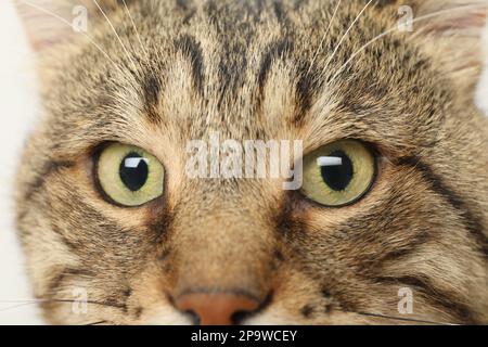 Nahaufnahme der Katze Tabby mit wunderschönen hellgrünen Augen Stockfoto