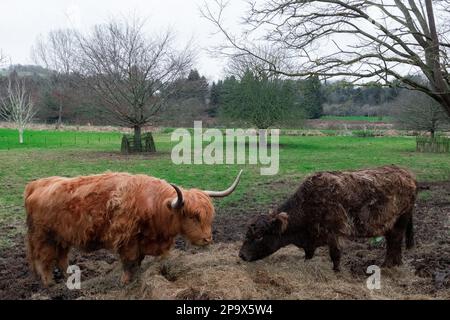 Highland-Kühe in Eynsdord, Kent, Vereinigtes Königreich Stockfoto