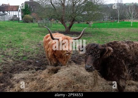 Highland-Kühe in Eynsdord, Kent, Vereinigtes Königreich Stockfoto