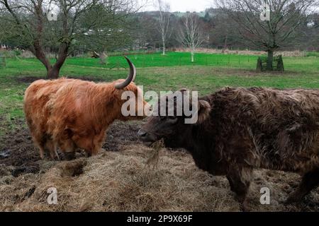 Highland-Kühe in Eynsdord, Kent, Vereinigtes Königreich Stockfoto