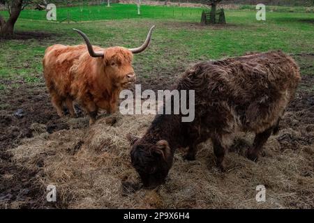 Highland-Kühe in Eynsdord, Kent, Vereinigtes Königreich Stockfoto