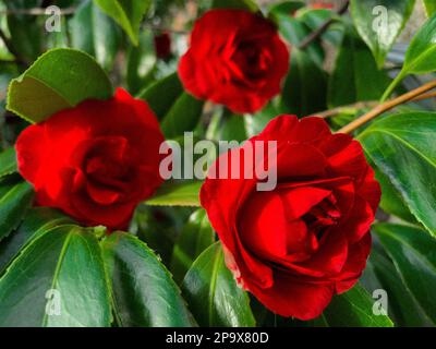3 Rosen umgeben von grünen Blättern in einem Garten Stockfoto