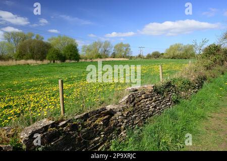Ein Löwenzahnfeld neben einem Fußweg entlang eines stillgelegten Kanalweges in Gloucestershire. Stockfoto